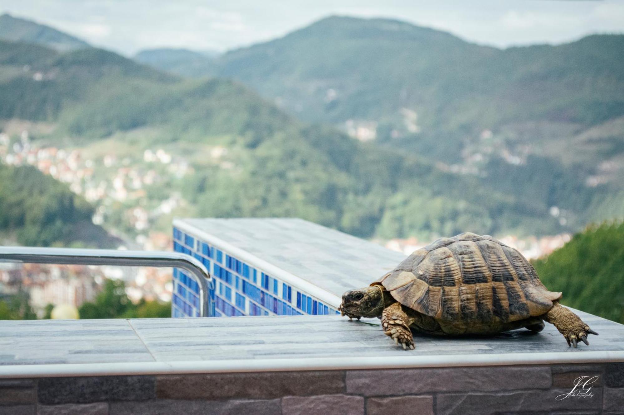 "Nase Brdo" - Ivanjica Exterior foto